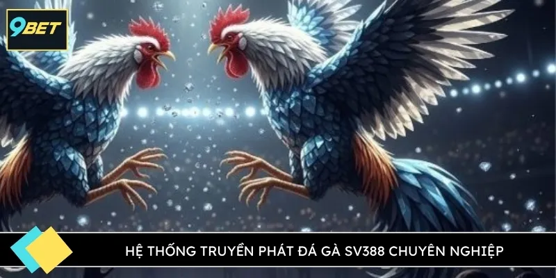 Hệ thống truyền phát đá gà SV388 chuyên nghiệp